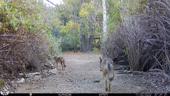 Canis latrans