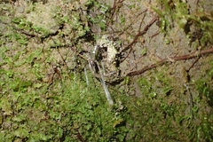Arachnocampa luminosa