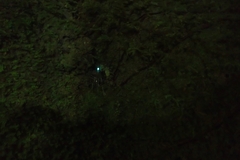 Arachnocampa luminosa