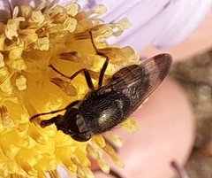 Stomorhina obsoleta