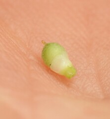 Scleria mackaviensis