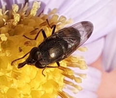 Stomorhina obsoleta