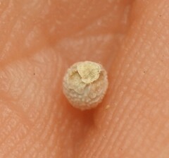 Scleria mackaviensis