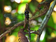 Eusynthemis nigra