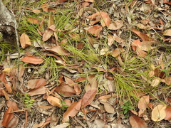 Scleria mackaviensis