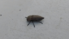 Capnodis tenebricosa