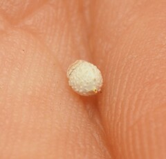 Scleria mackaviensis