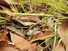 Scleria mackaviensis