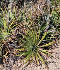 Hechtia texensis