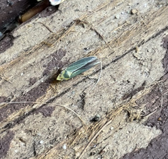 Cicadella