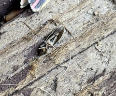 Cicadella