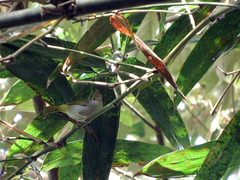 Erpornis zantholeuca