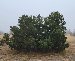 Juniperus monosperma
