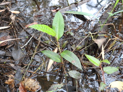Persicaria dichotoma