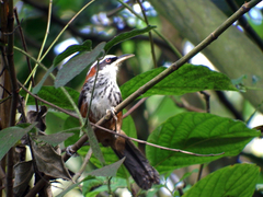 Pomatorhinus musicus