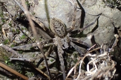 Dolomedes dondalei