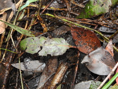 Persicaria dichotoma