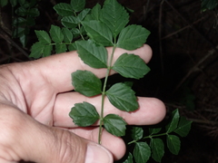 Bignoniaceae