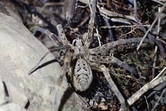 Dolomedes dondalei