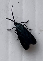 Pollanisus viridipulverulenta