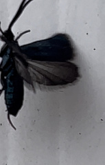 Pollanisus viridipulverulenta