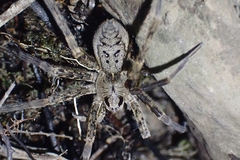 Dolomedes dondalei