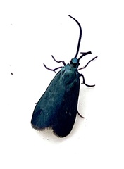 Pollanisus viridipulverulenta