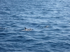 Delphininae