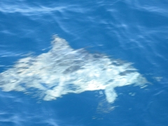 Delphininae