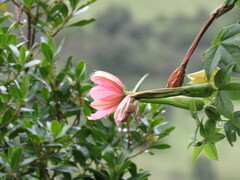 Passiflora mixta