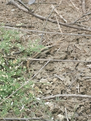 Microlophus occipitalis