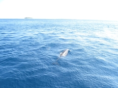 Delphininae