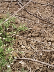 Microlophus occipitalis