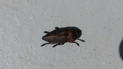 Capnodis tenebricosa
