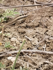 Microlophus occipitalis