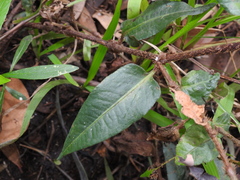 Persicaria dichotoma