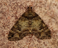 Crasilogia gressitti