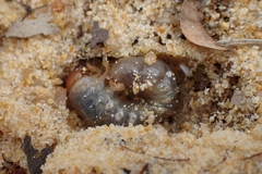 Pericoptus