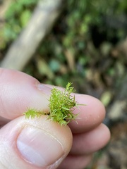 Pohlia longibracteata