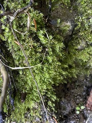 Pohlia longibracteata