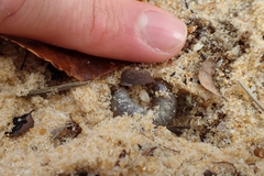 Pericoptus