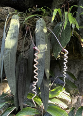 Anthurium crenatum