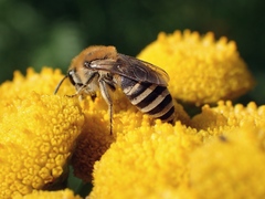 Colletes similis