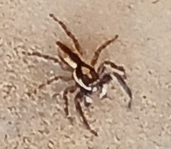 Menemerus bivittatus