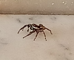 Menemerus bivittatus