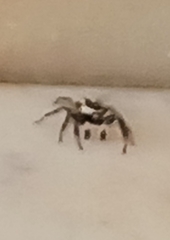 Menemerus bivittatus