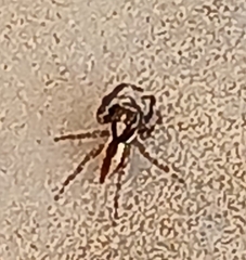 Menemerus bivittatus