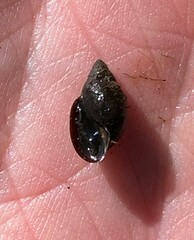 Physa