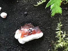 Rhodofomes cajanderi