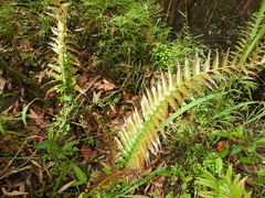 Telmatoblechnum indicum